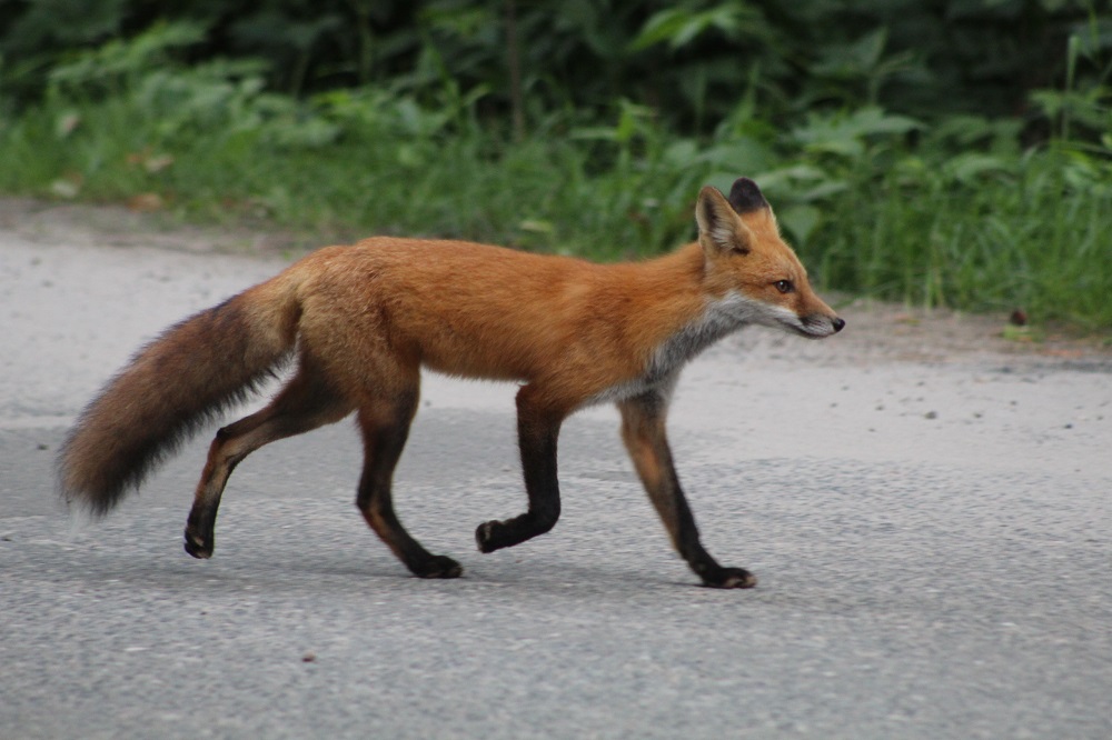 renard roux traversant la route