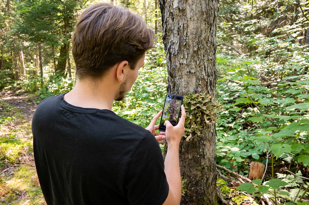 person taking photo of vegetation on tree 