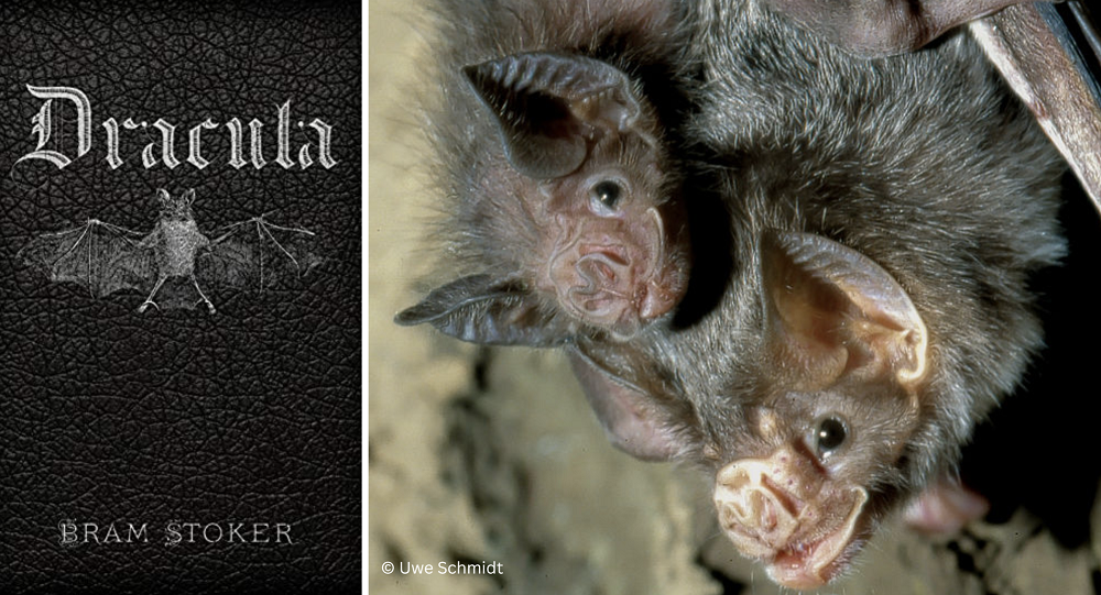book and image of bats