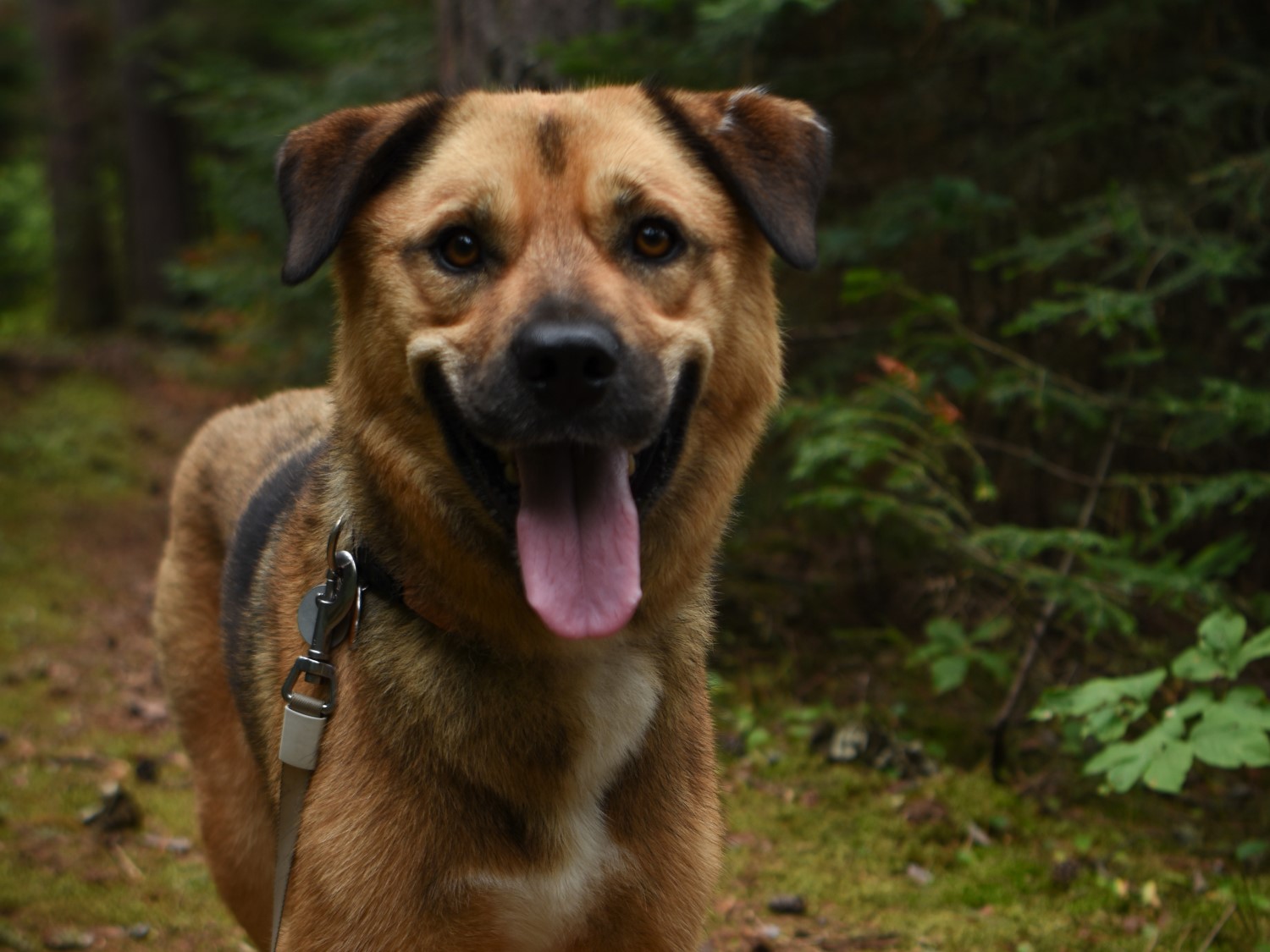A light brown dog on a leash in the forest, looking at the camera and smiling