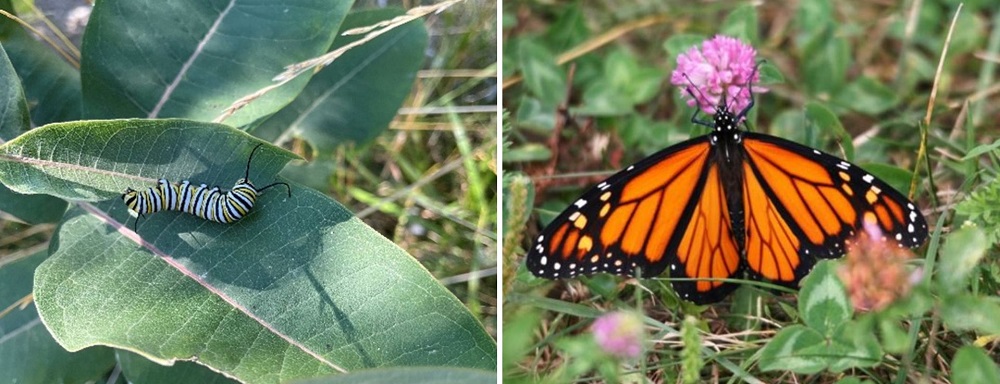 Monarch caterpillar and adult butterfly