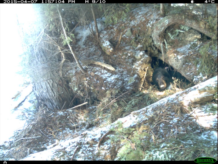 Bear using an excavated bank lodge long abandoned by beavers