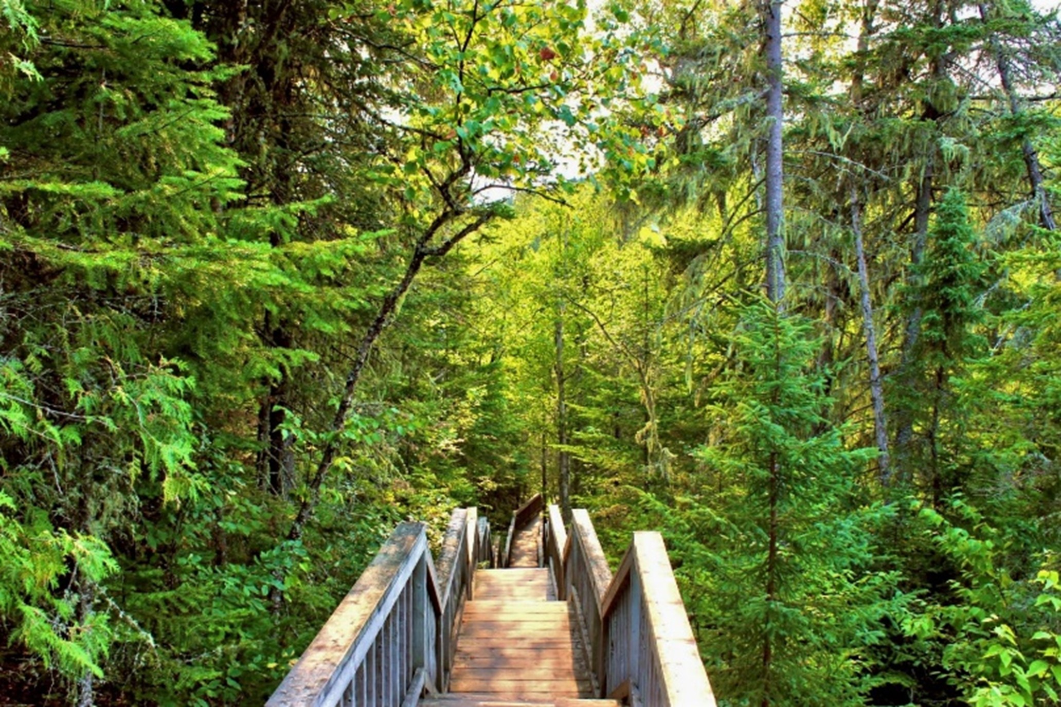 promenade de bois dans la forêt