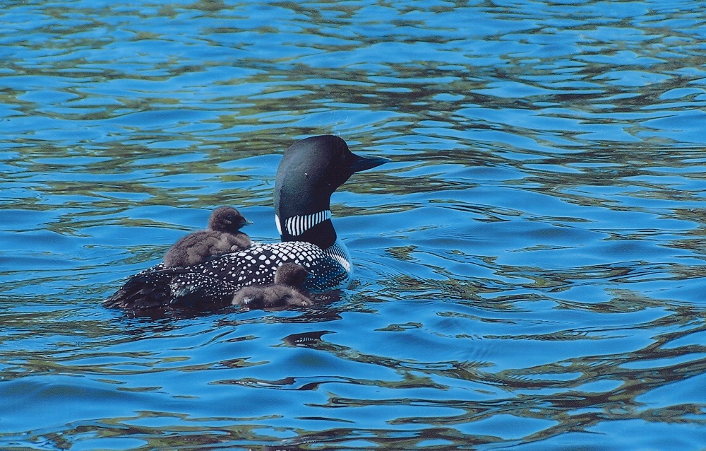 loon with loonet on back