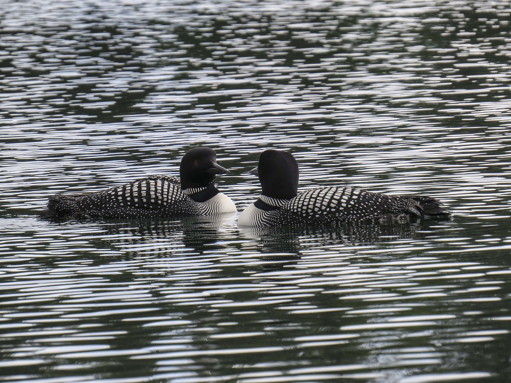 loons in water