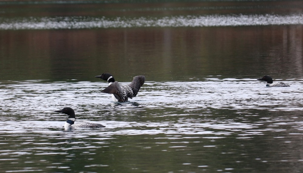 Loons swimming on lake