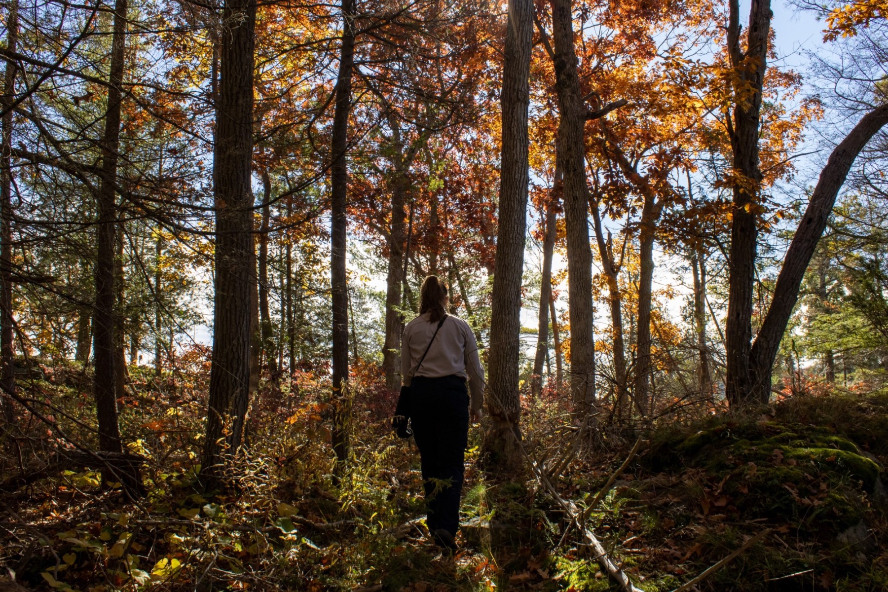 An Ontario Parks staff person walking away from the camera into a fall-coloured forest, surrounded by towering trees