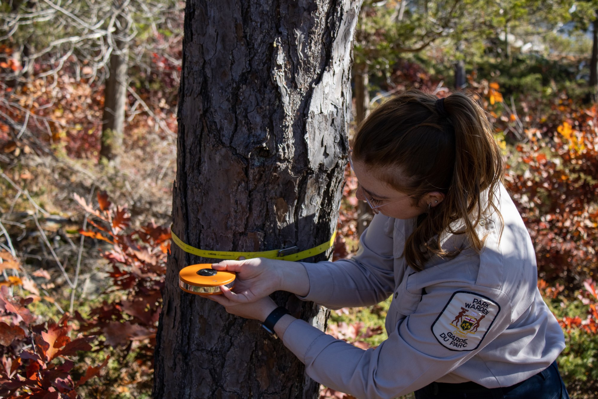 Une écologiste de Parcs Ontario enroulant un ruban à mesurer autour d’un tronc d'arbre pour en mesurer la circonférence.
