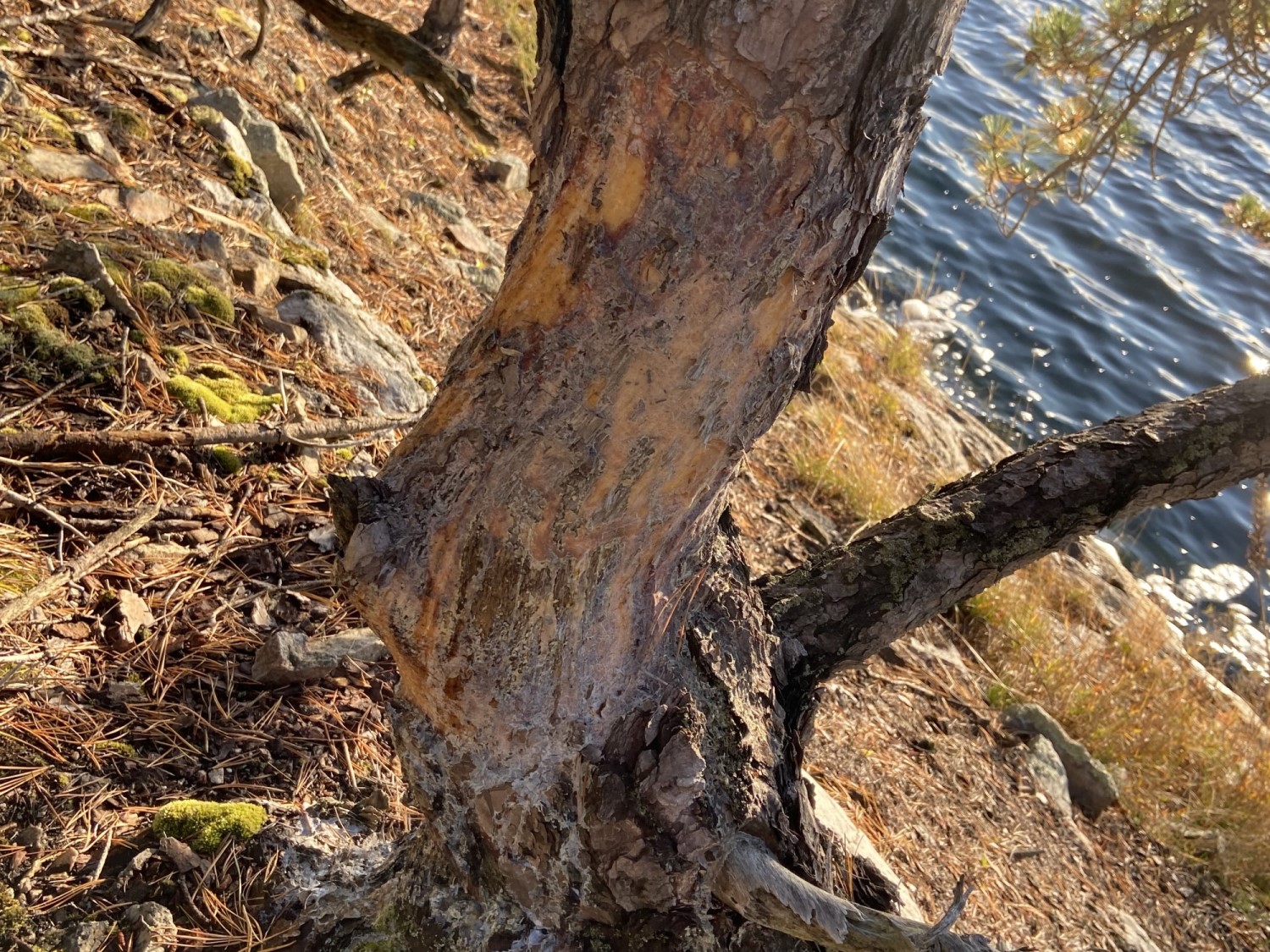 Un tronc d’arbre qui a été dépouillé de son écorce