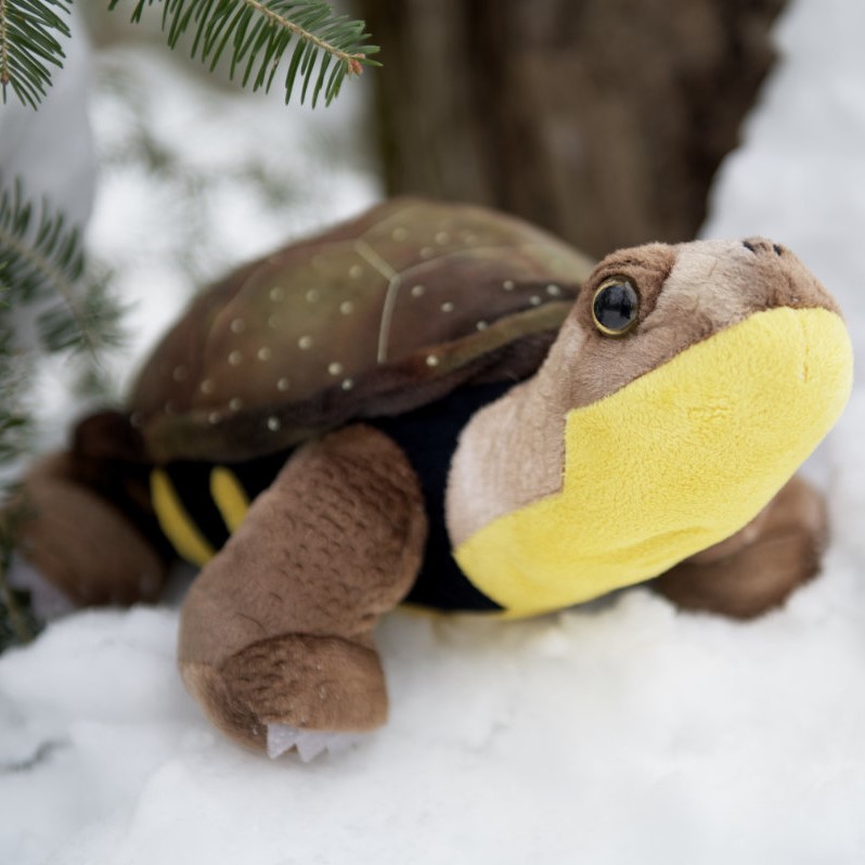 stuffed turtle toy in forest