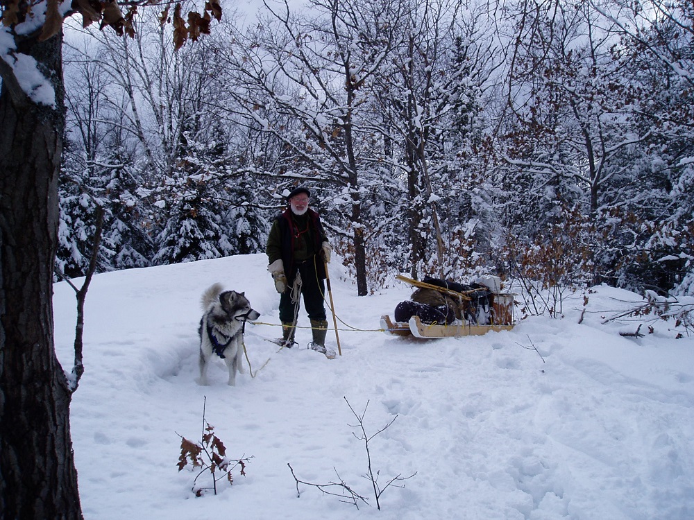 man pulling sled with dogs
