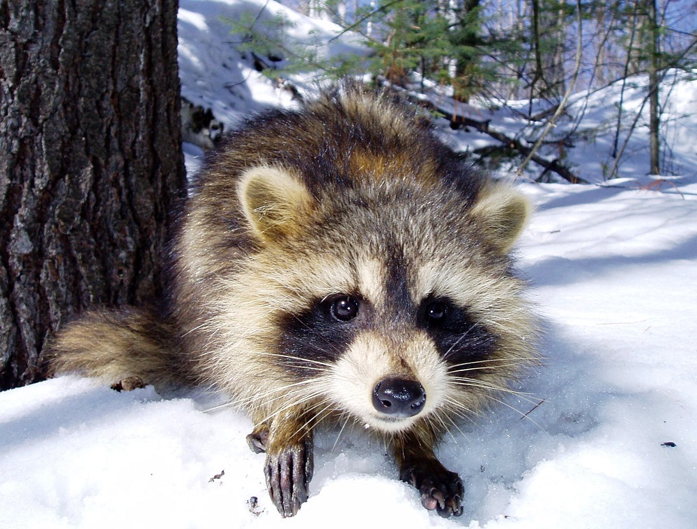 raccoon in snow