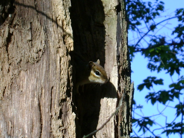 chipmunk peeking out of tree