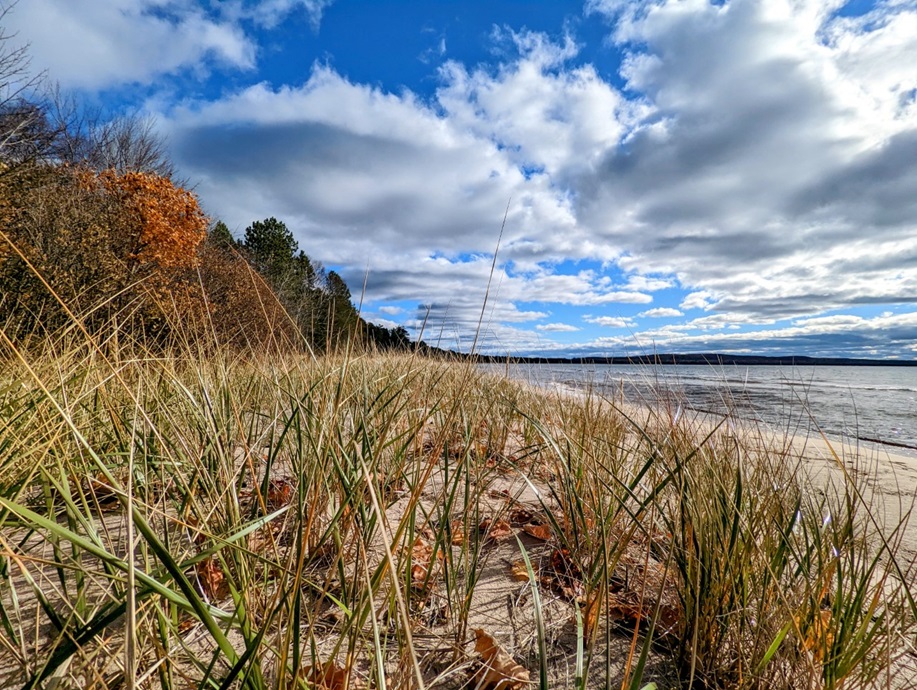 view of grass on beach
