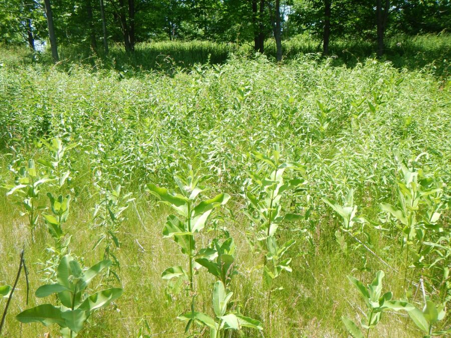 field w stalks of green plants like milkweed