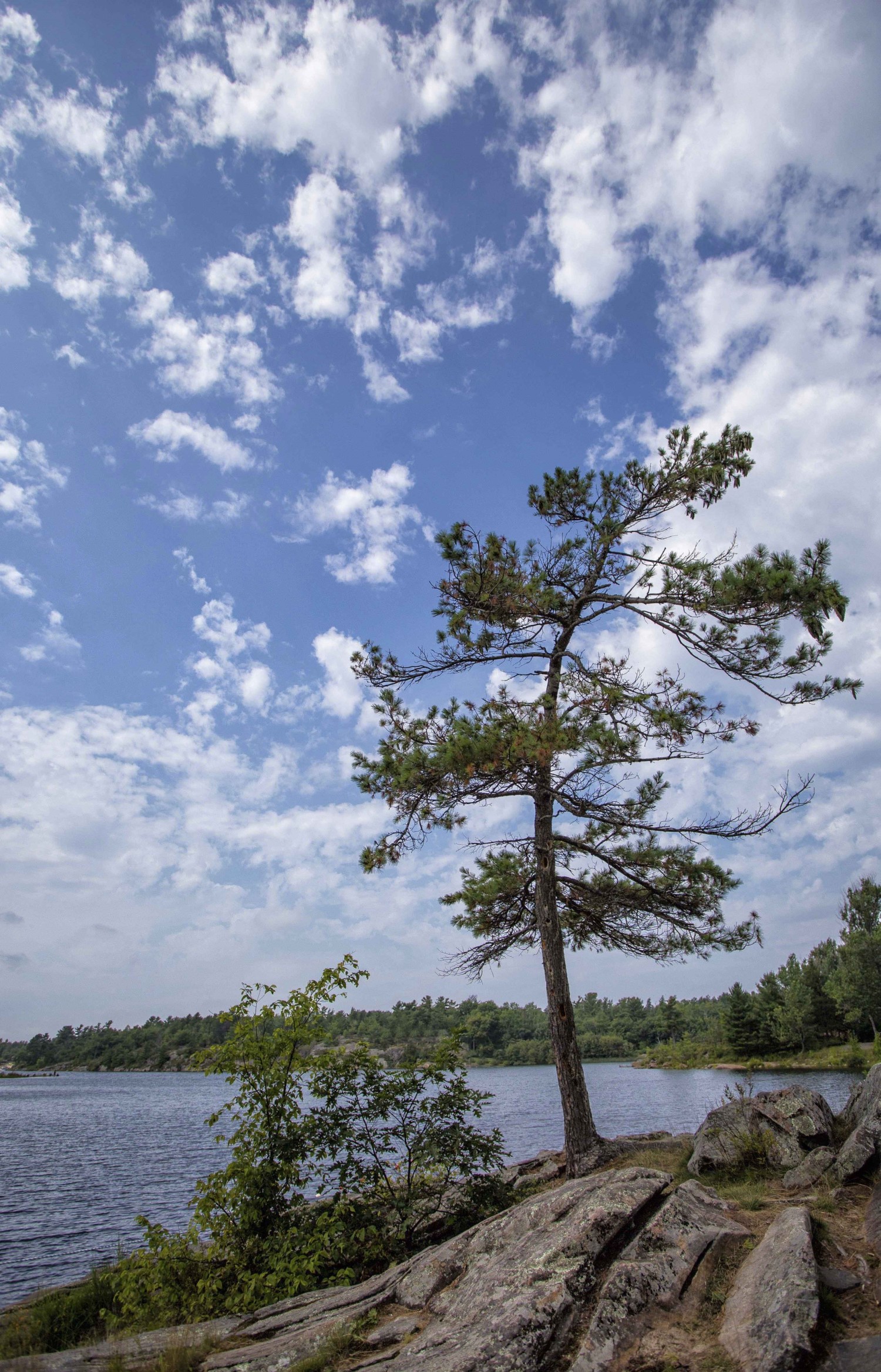 An evergreen tree growing out of bedrock in front of a lake