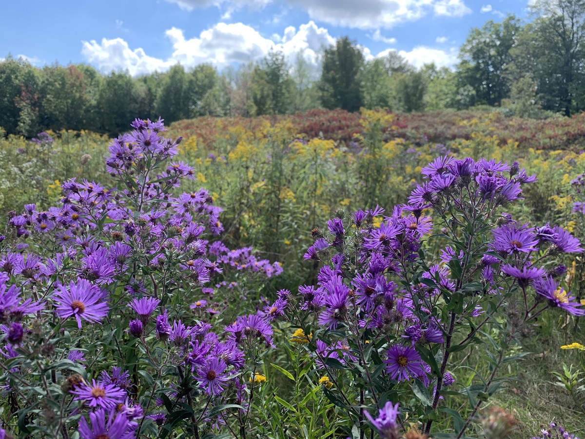 grasslands with purple asters and yellow goldenrods