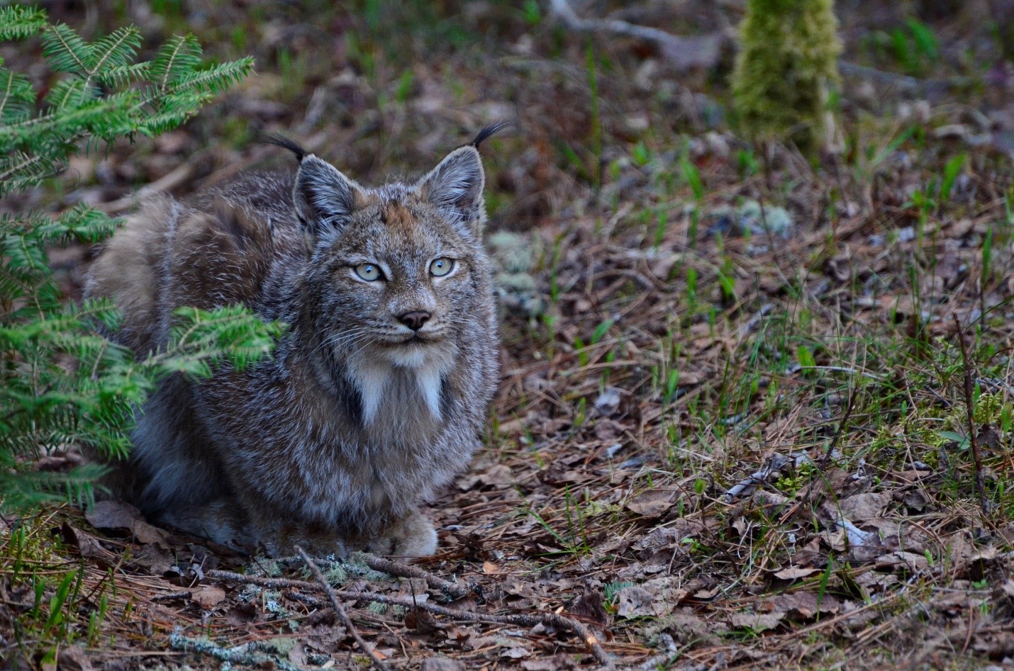 A Canada Lynx crouched down on the forest floor