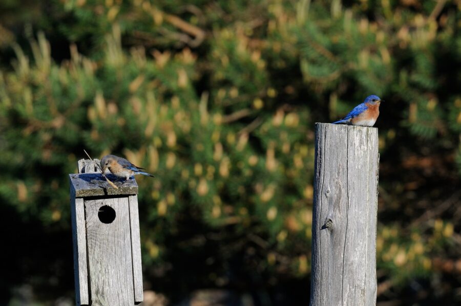 bluebirds nesting