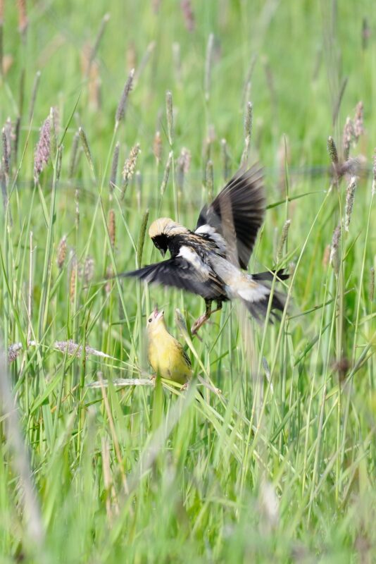 small black and white in flight over grasses