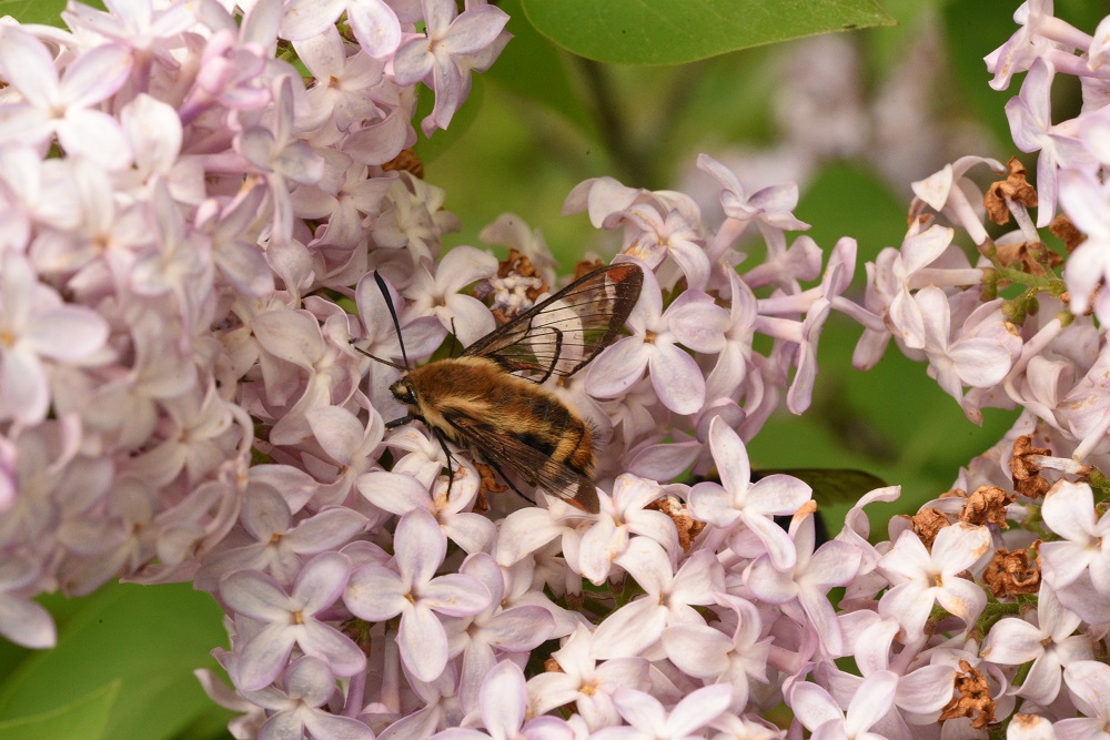 Clearwing on Lilac