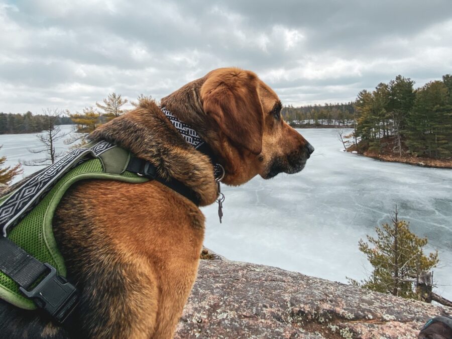 A brown dog in a green harness sits on a rock overlooking a frozen lake