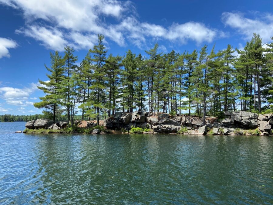 A grove of evergreen trees towering along a rocky outcrop that extends into a lake