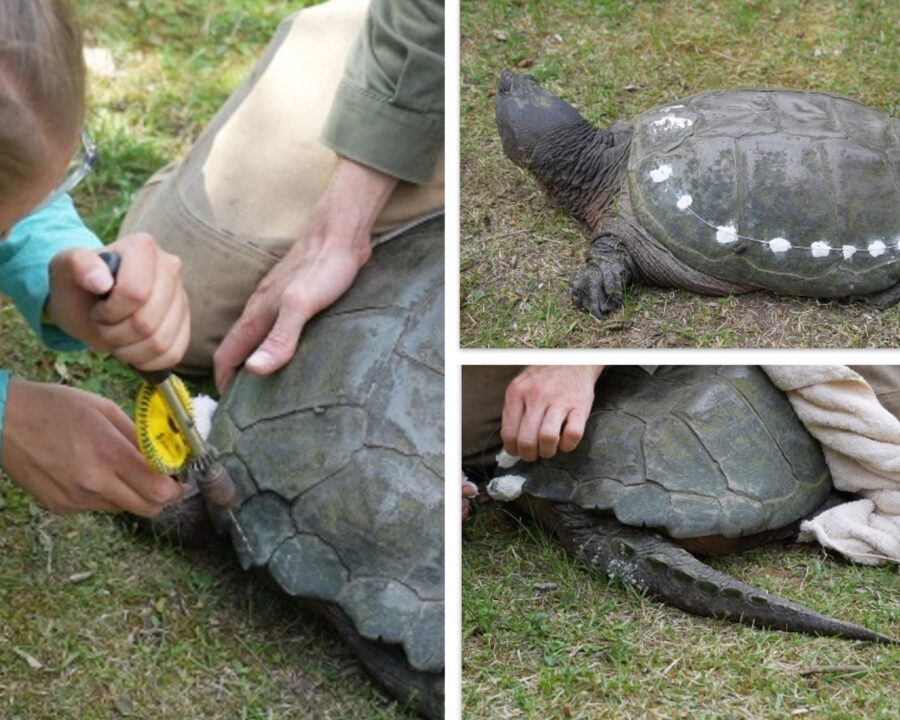 A Common Snapping Turtle outfitted with a radio telemetry device to track his movement and location at Algonquin Provincial Park