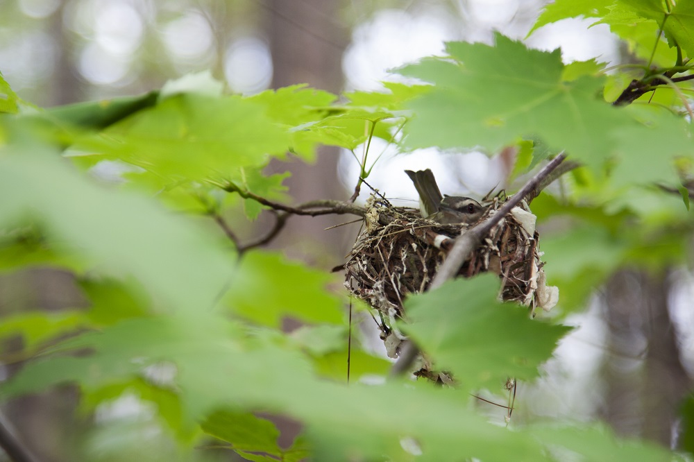 A Red-eyed Vireo in its nest