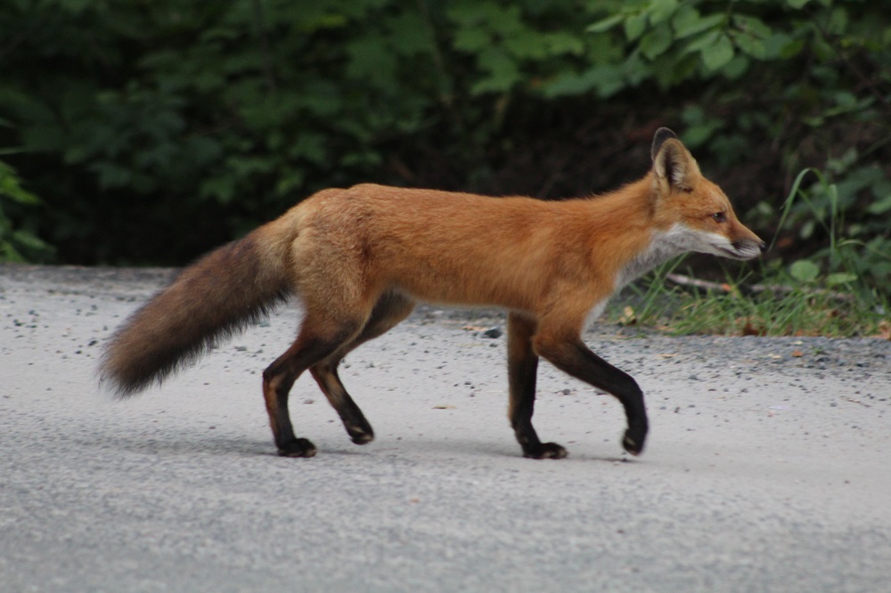 red fox on road
