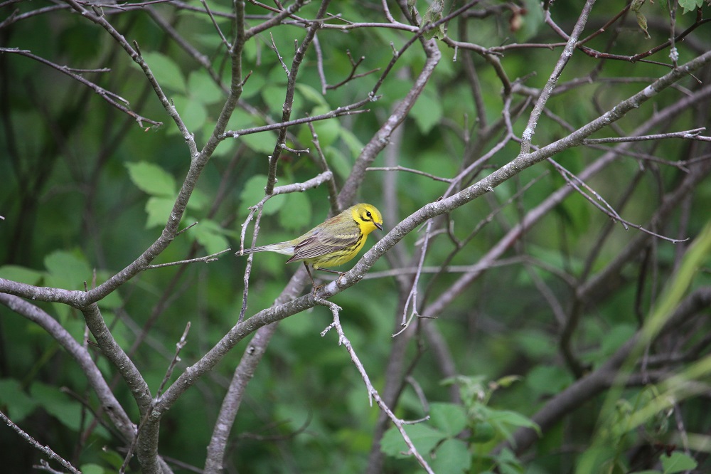 Prairie warbler in tree