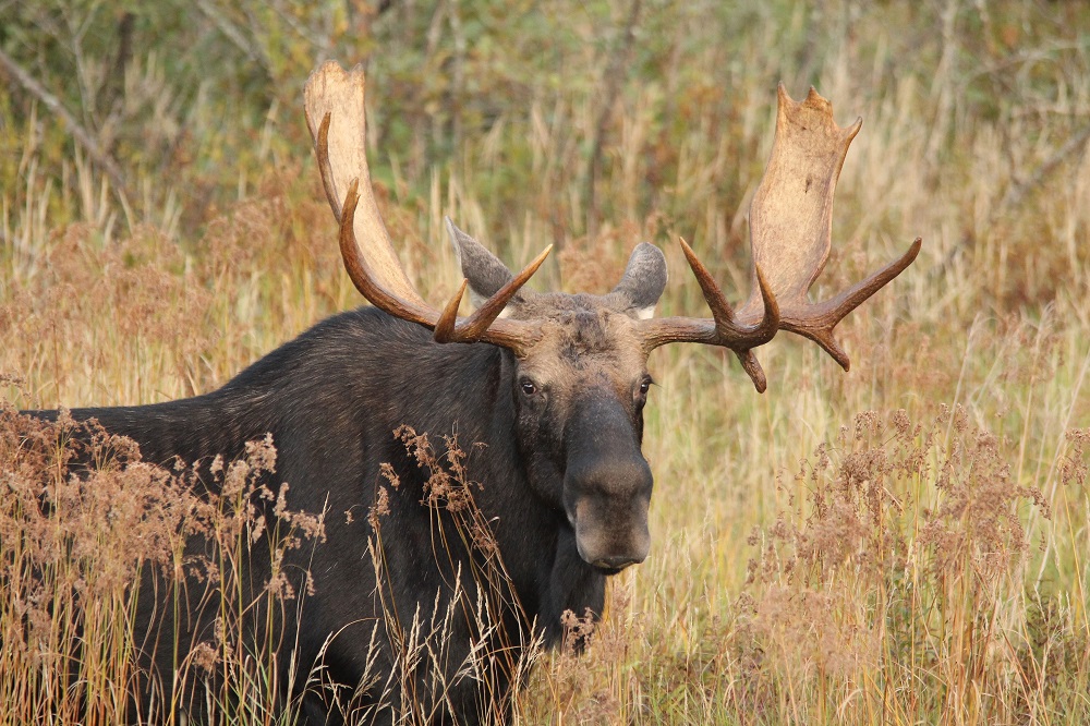 moose in the fall