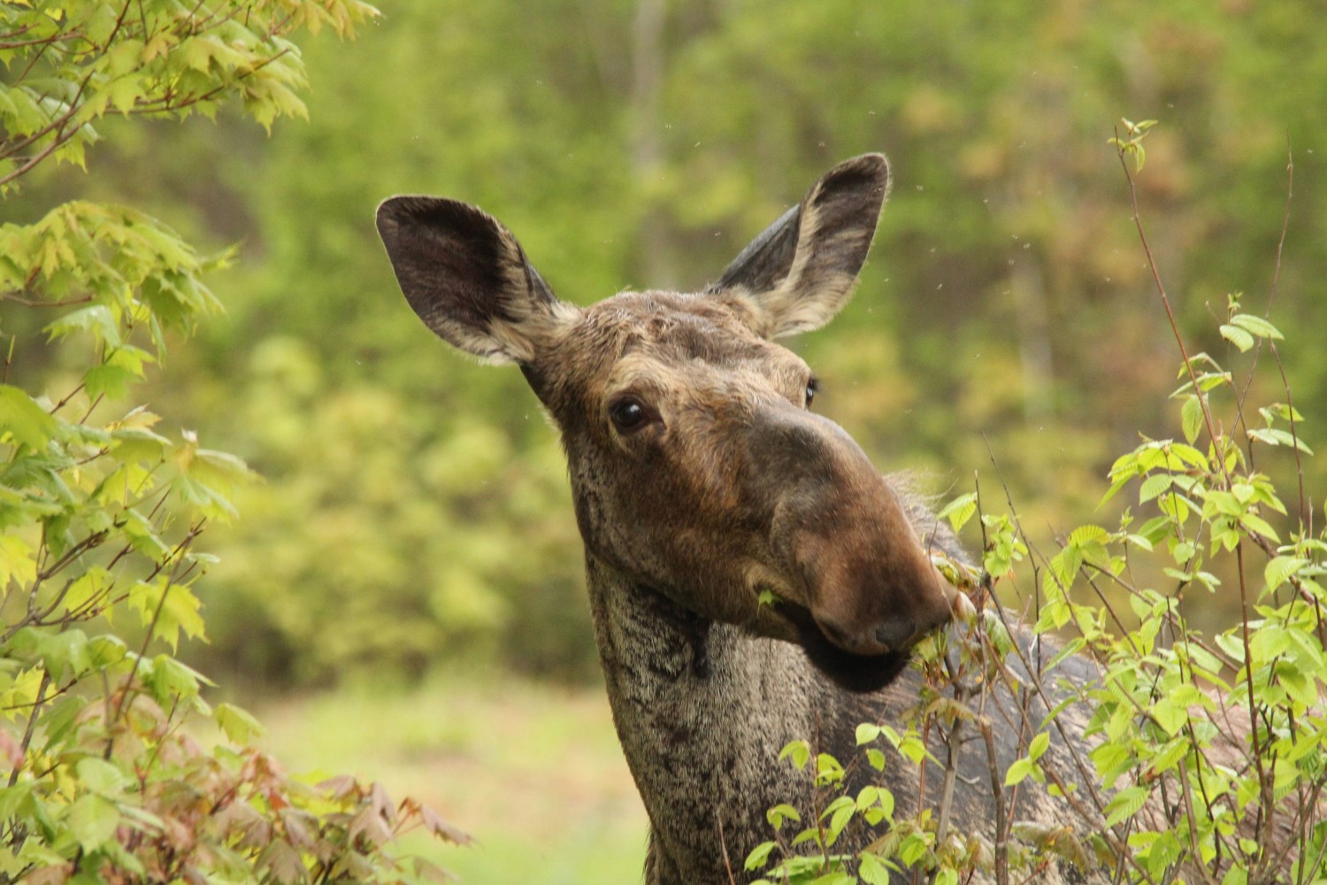 A moose standing amid greenery looking at camera.