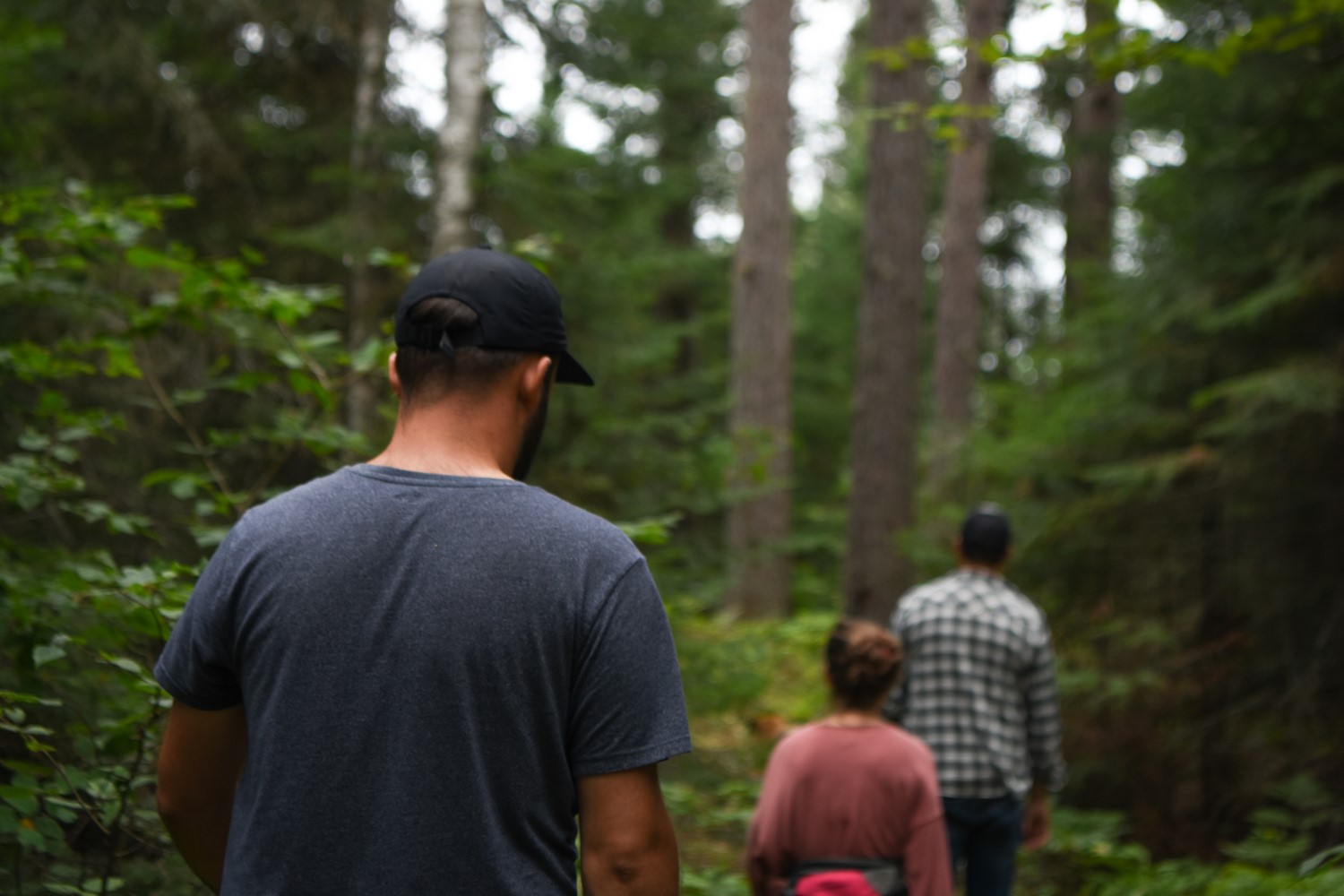 three people heading into the forest for a hike with their backs to the camera