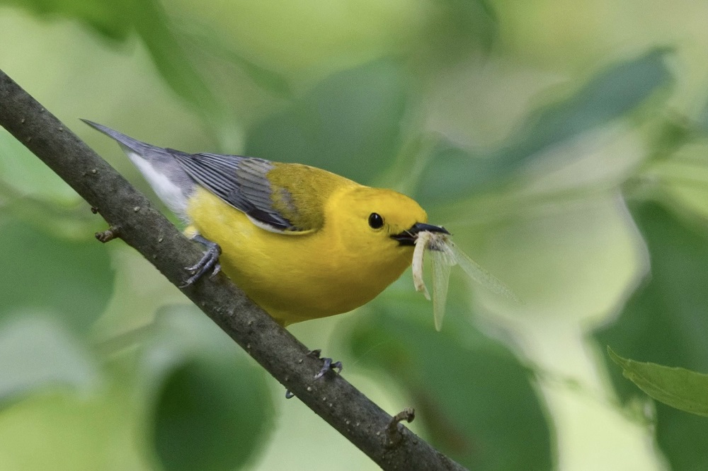 warbler with food in beak