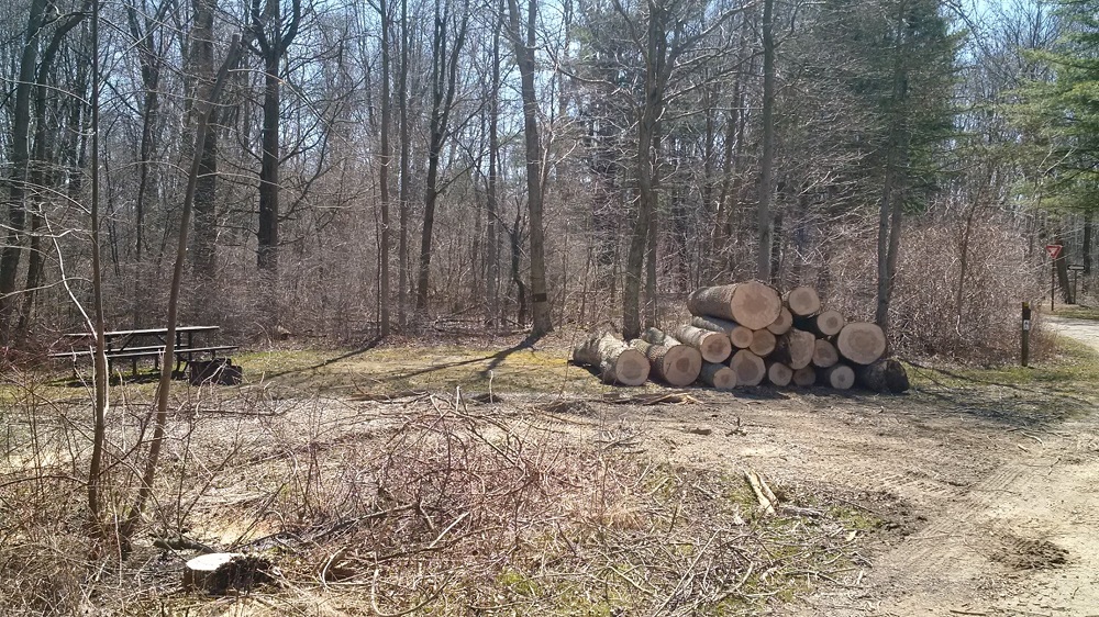 campsite with cut logs