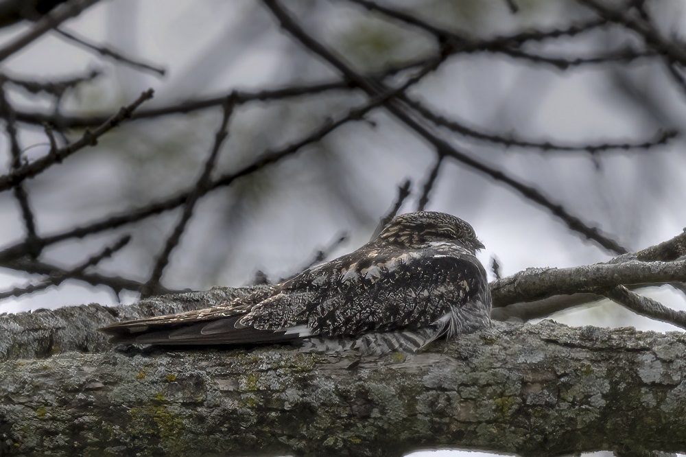 Common Nighthawk nesting