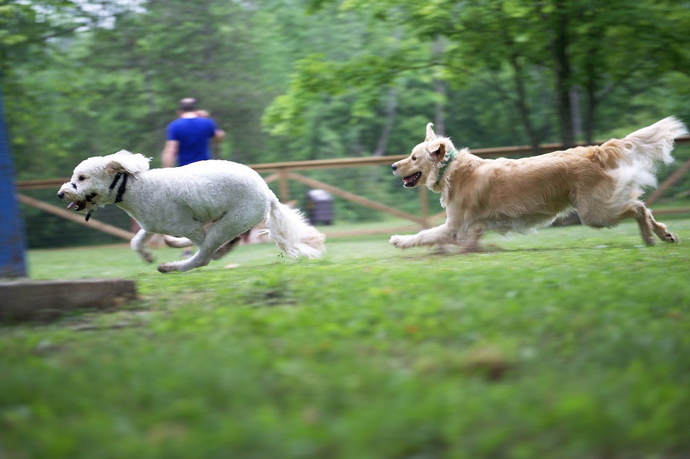 two dogs chasing each other