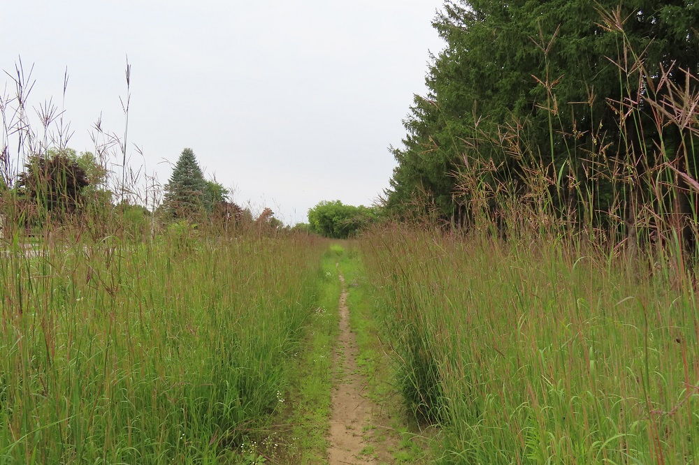 trail through tall grass