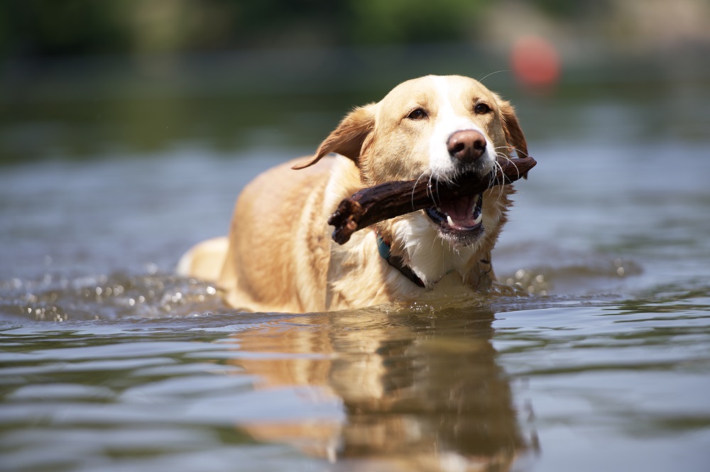 dog swimming with a stick