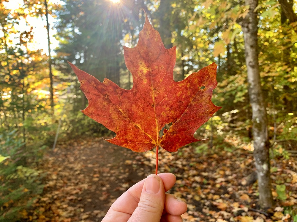 Maple leaf during fall colours at Arrowhead on Stubbs Fall Trail. 
