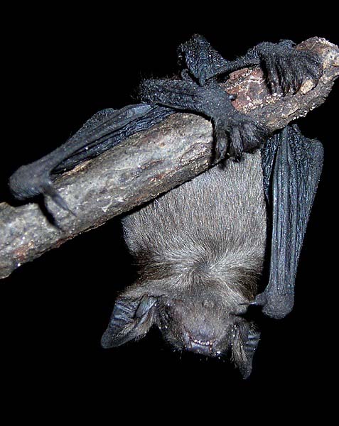 Brown bat hanging on tree branch
