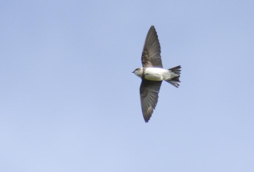 Bank Swallow in flight