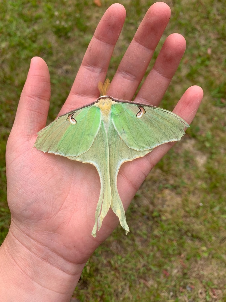 luna moth on hand