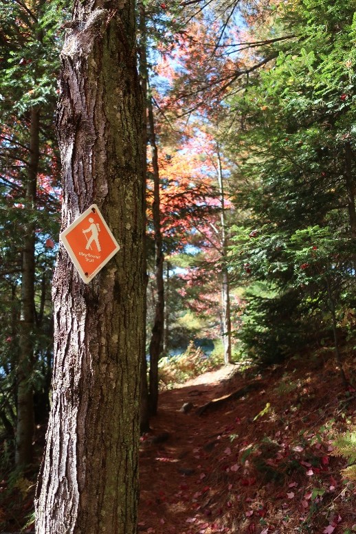 trail sign on tree surrounded by fall colours