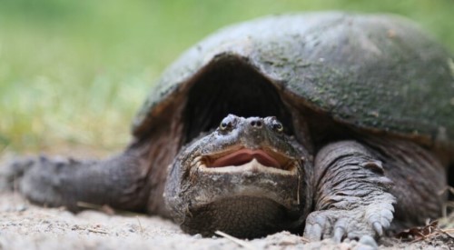 Notre projet de protection des tortues 2022 : une raison de célébrer!
