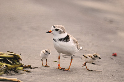 piping plover with two chicks