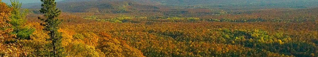 Overlooking forest of fall colours