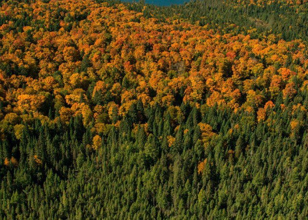Forest view from the air