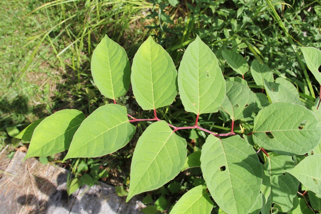 Japanese Knotweed, showing alternate leaves with general tear-drop shape and flattened base, and reddish twigs.